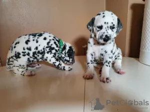 Photo №2 to announcement № 36087 for the sale of dalmatian dog - buy in Lithuania 