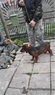 Photo №4. I will sell dachshund in the city of Kukujevci. breeder - price - negotiated