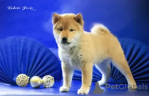 Photo №1. shiba inu - for sale in the city of Nizhny Novgorod | negotiated | Announcement № 91247