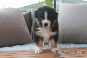 Photo №1. australian shepherd - for sale in the city of Helsinki | Is free | Announcement № 93034