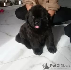 Additional photos: Newfoundland puppies