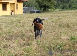 Additional photos: German Wirehaired Pointer ZKwP FCI female