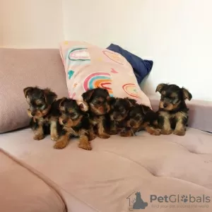 Photo №1. yorkshire terrier - for sale in the city of Tampa | 400$ | Announcement № 129575