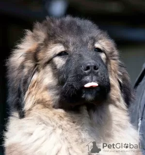 Photo №1. caucasian shepherd dog - for sale in the city of Москва | negotiated | Announcement № 18281