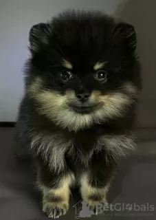 Photo №2 to announcement № 66538 for the sale of pomeranian - buy in Ukraine breeder