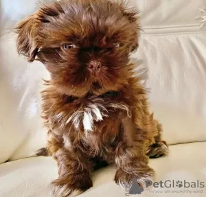 Photo №2 to announcement № 84467 for the sale of shih tzu - buy in Germany breeder