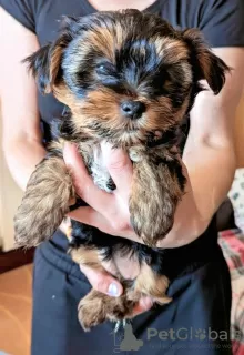 Additional photos: Loving Yorkshire Terrier puppy ready for sale.