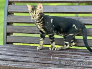 Photo №2 to announcement № 40292 for the sale of bengal cat - buy in Germany private announcement, from nursery, breeder