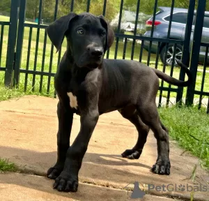 Photo №1. great dane - for sale in the city of Rüdersdorf | 275$ | Announcement № 101198