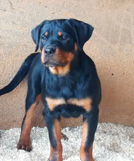 Photo №1. rottweiler - for sale in the city of Krasnogorsk | Negotiated | Announcement № 3096