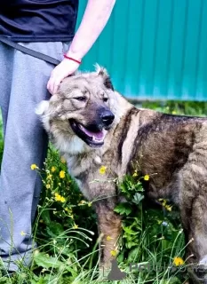 Photo №3. Security guard Alpha Caucasian Shepherd mix. Looking for a home!. Russian Federation