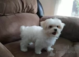 Photo №1. maltese dog - for sale in the city of Зальцбург | 371$ | Announcement № 107556