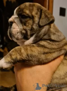 Additional photos: English bulldog boy