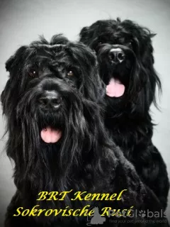 Photo №1. black russian terrier - for sale in the city of Kiev | negotiated | Announcement № 7599