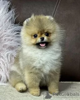 Photo №2 to announcement № 122000 for the sale of pomeranian - buy in Serbia breeder