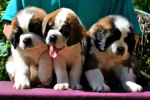 Photo №3. St. Bernard puppies. Russian Federation