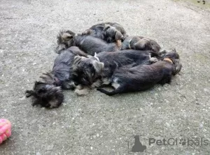 Additional photos: Miniature Schnauzer puppies