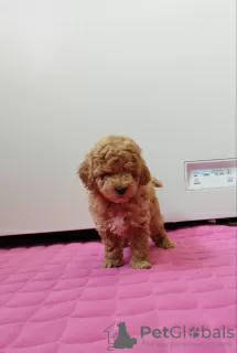 Additional photos: toy poodle