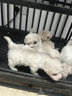 Additional photos: Kc Registered Bichon Frise Pups