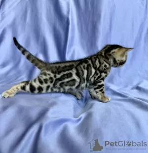 Photo №2 to announcement № 106924 for the sale of bengal cat - buy in Moldova from nursery, breeder