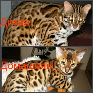 Additional photos: Bengal kittens Bengal, Abyssinian cattery sunnybunny.by