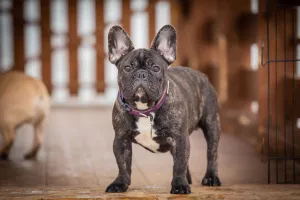 Photo №3. French Bulldog 7 months. Russian Federation