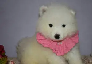 Additional photos: Samoyed kids.