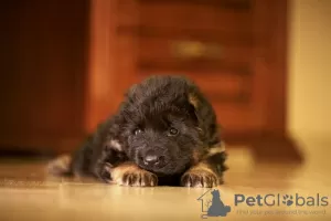 Additional photos: German Shepherd puppies