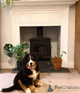 Photo №2 to announcement № 127555 for the sale of bernese mountain dog - buy in Estonia private announcement