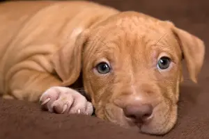 Photo №3. American Pit Bull Terrier Puppies. Belarus