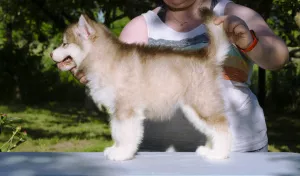 Additional photos: Colored puppies of Alaskan Malamute