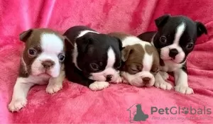 Photo №1. boston terrier - for sale in the city of Liège | 188$ | Announcement № 129074