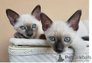 Photo №1. siamese cat - for sale in the city of Berlin | Is free | Announcement № 126114