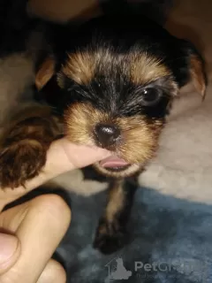 Additional photos: Yorkshire Terrier puppies