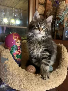 Additional photos: Berlioz and the company of Maine Coon kittens