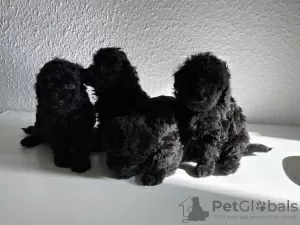 Photo №2 to announcement № 57503 for the sale of poodle (dwarf) - buy in Germany private announcement