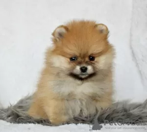 Photo №1. pomeranian - for sale in the city of Hemsedal | Is free | Announcement № 124869