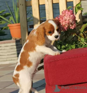 Photo №2 to announcement № 12540 for the sale of cavalier king charles spaniel - buy in Latvia private announcement