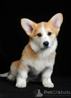 Photo №3. Pembroke Welsh Corgi puppy for sale, 4 months old. Bitch. Ukraine