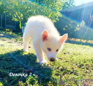 Photo №3. Children Siberian husky. Russian Federation