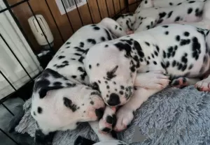 Photo №2 to announcement № 41372 for the sale of dalmatian dog - buy in Russian Federation 