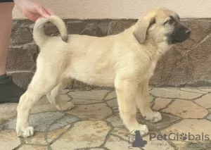 Additional photos: Turkish Kangal puppies