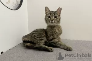 Additional photos: A gentle tabby cat, kitten Shprotya, is looking for a home and a loving family!