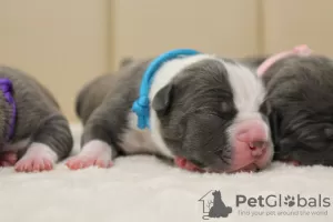 Additional photos: Reserve open for cool puppies of Amstaff