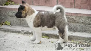 Additional photos: American Akita puppies for sale