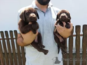 Photo №1. labrador retriever - for sale in the city of Koceljeva | negotiated | Announcement № 110980