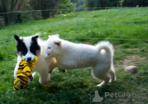 Additional photos: Beautiful female - yakutian laika