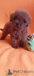 Photo №4. I will sell poodle (toy) in the city of Ужгород. private announcement, from nursery, breeder - price - 1035$