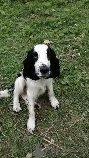 Photo №2 to announcement № 18772 for the sale of english springer spaniel - buy in Russian Federation private announcement