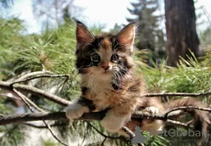 Additional photos: Tortoiseshell Maine Coon cat